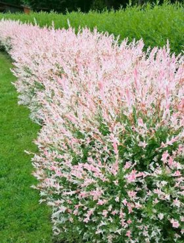 Wierzba całolistna Hakuro Nishiki forma krzewiasta (P9)