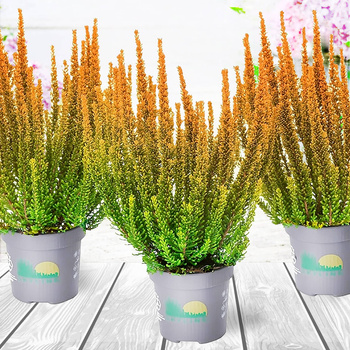 Wrzos Skyline Las Vegas pomarańczowy - sadzonki