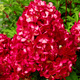 Hortensja bukietowa Diamant Rouge