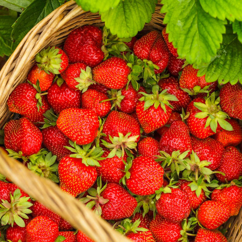 10 szt. Truskawka Kama wczesna - Sadzonki