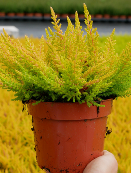 Wrzos pospolity Złoty pączkowy - sadzonki