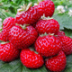 10 szt. Truskawka Malinowa bardzo pyszna - Sadzonki