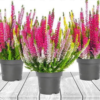 Wrzos pospolity Tricolor Trio Mix - sadzonki