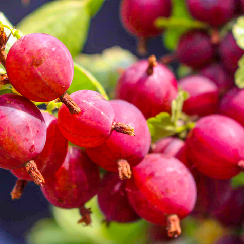 Agrest czerwony krzaczasty w doniczce