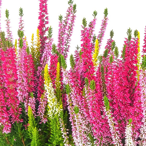 Wrzos pospolity Tricolor Trio Mix - sadzonki