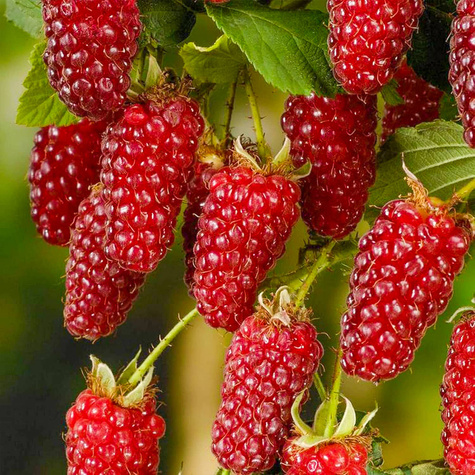 Malinojeżyna Buckingham Tayberry bezkolcowa w doniczce