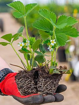 Truskawka pnąca wisząca Selva powtarzająca Multiplat 10szt