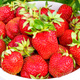 10 szt. Truskawka Dukat - Sadzonki
