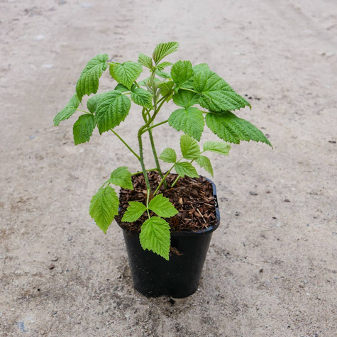 Malina jesienna Polana w doniczce