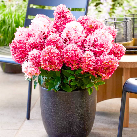 Hortensja bukietowa Pink Rose