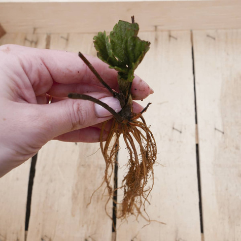 Truskawka Fenella późna FRIGO