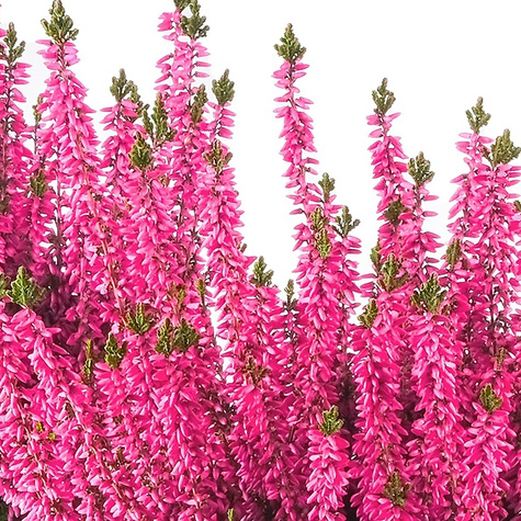 Wrzos pospolity różowy pączkowy - sadzonki