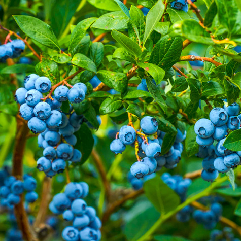 Borówka amerykańska "Goldtraube" średnio wczesna