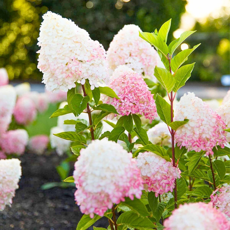Hortensja bukietowa Pink Rose