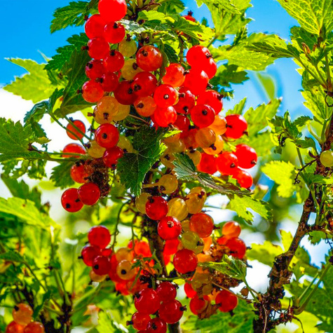 Porzeczka czerwona na pniu w doniczce
