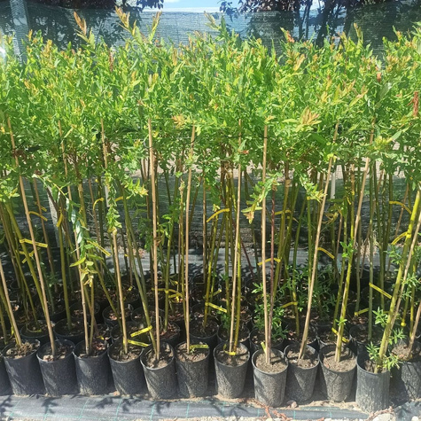 Wierzba na pniu Hakuro Nishiki