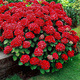 Hortensja ogrodowa Hot Red