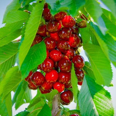 Wiśnia kolumnowa w doniczce