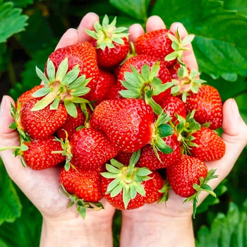 10 szt. Truskawka Elkat, bardzo plenna - Sadzonki