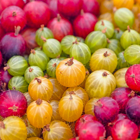 Agrest czerwony na balkon Giggles Red w doniczce