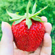 10 szt. Truskawka Gigant bardzo duże owoce - Sadzonki