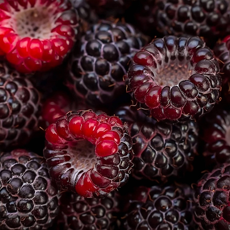 Malina czarna Black Jewel letnia w doniczce