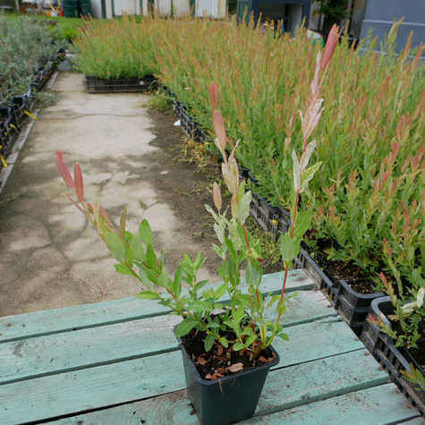 Wierzba całolistna Hakuro Nishiki forma krzewiasta (P9)