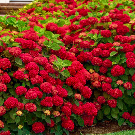 Hortensja ogrodowa Hot Red