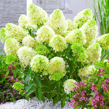 Hortensja bukietowa Limelight