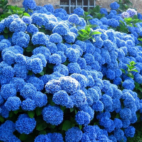 Hortensja ogrodowa Nikko Blue (C2)