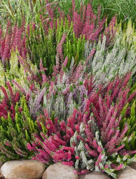 Zestaw 6 wrzosów marzeń – barwne, odporne, piękne od sierpnia aż do wiosny