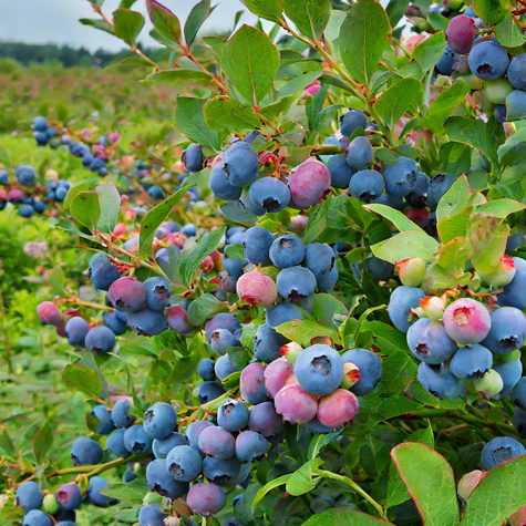 Zestaw Borówka amerykańska Pink Lemonade + Eliot
