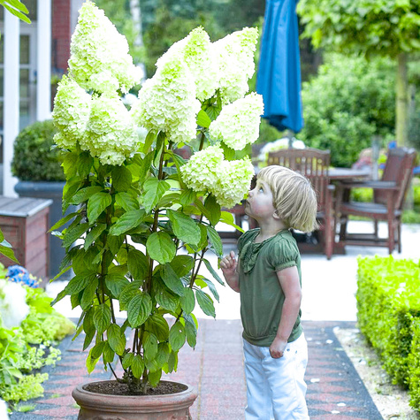 Hortensja bukietowa Grandiflora olbrzymie kwiaty