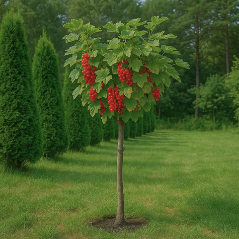 Porzeczka czerwona Jonkheer van tets na pniu w doniczce