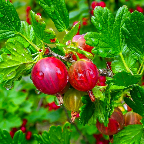 Agrest czerwony krzaczasty w doniczce