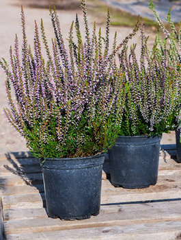 Wrzos pospolity Hilda fioletowy pączkowy - sadzonki