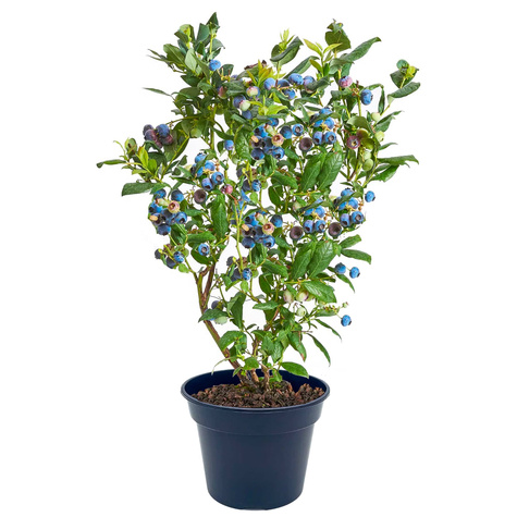 Borówka amerykańska "Bluecrop" średniowczesna