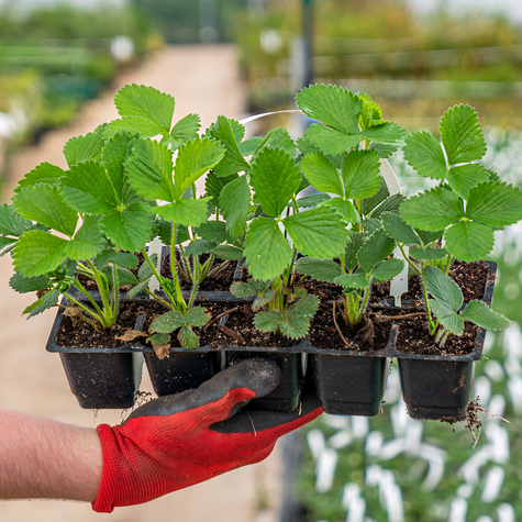 Truskawka El Gigant multiplat 10szt