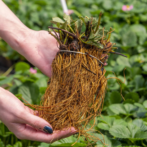 10 szt. Truskawka Kent wczesna, wysoce odporna na mróz - Sadzonki