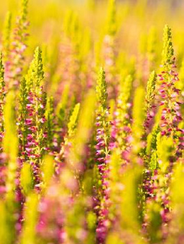 Wrzos pospolity Golden Angie płonacy