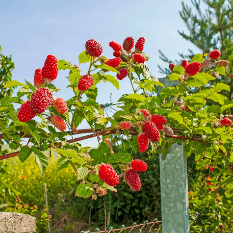 Malinojeżyna Buckingham Tayberry bezkolcowa w doniczce