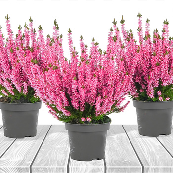 Wrzos pospolity jasnoróżowy pączkowy - sadzonki