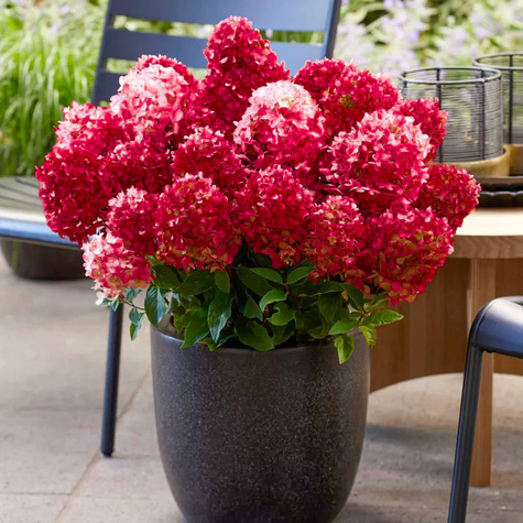 Hortensja bukietowa Diamant Rouge