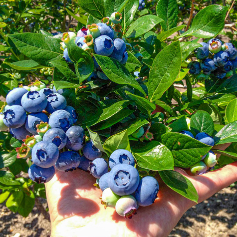 Borówka amerykańska Patriot - wczesna