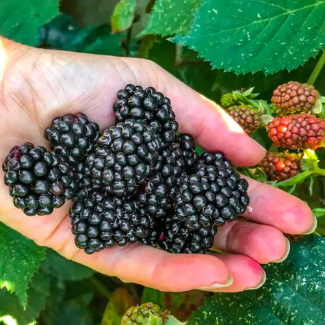 Jeżyna wielkoowocowa bezkolcowa Black Satin w doniczce