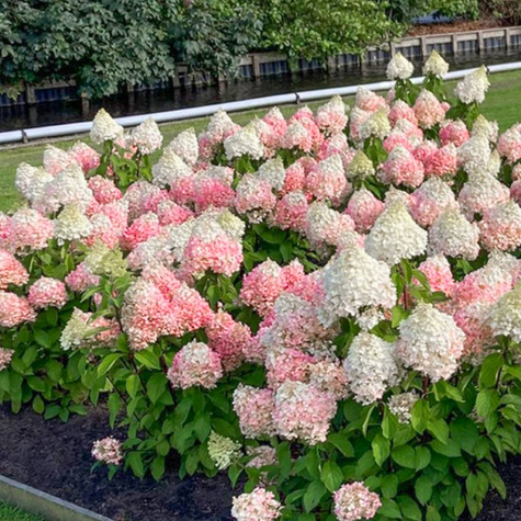 Hortensja bukietowa Pink Rose