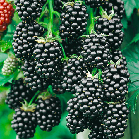 Jeżyna wielkoowocowa bezkolcowa NAVAHO w doniczce