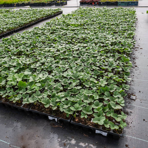 Truskawka Honeoye wczesna Multiplat 10szt