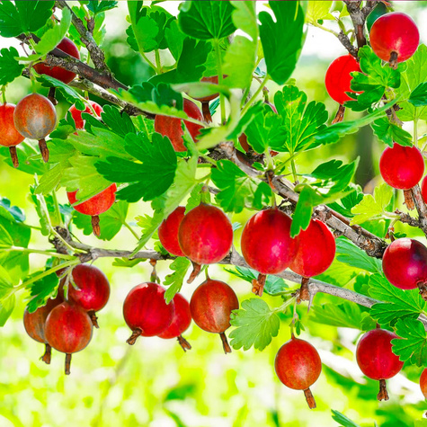 Agrest czerwony na balkon Giggles Red w doniczce