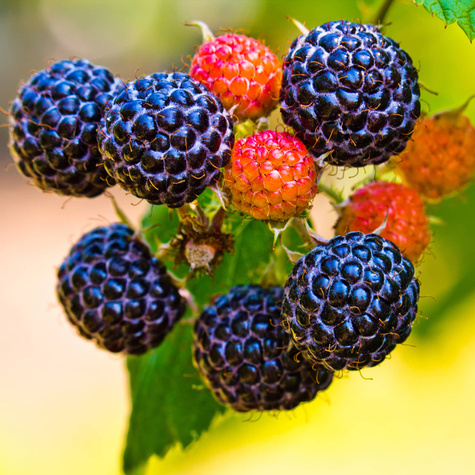 Malina czarna Black Jewel letnia w doniczce